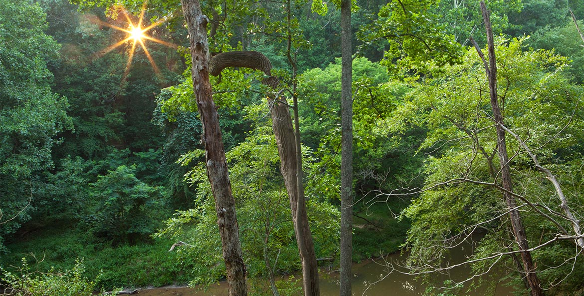 Stream through the middle of a forest Krista Schlyer/iLCP 1171x593