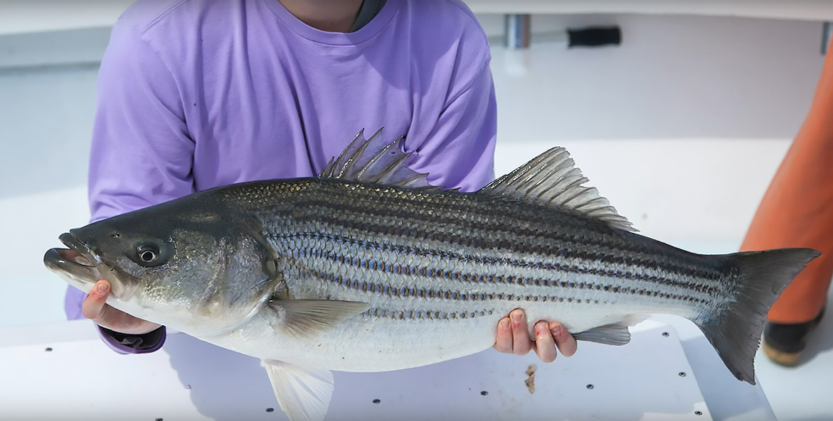 A man holds a large striped bass.