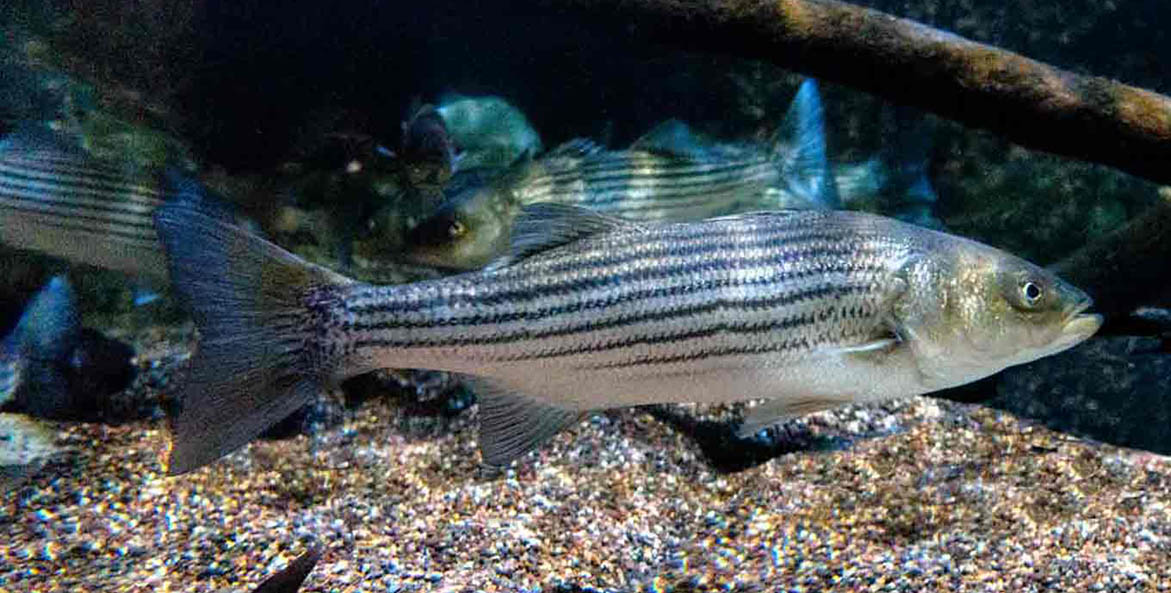 Striped Bass (Rockfish) - Chesapeake Bay Foundation