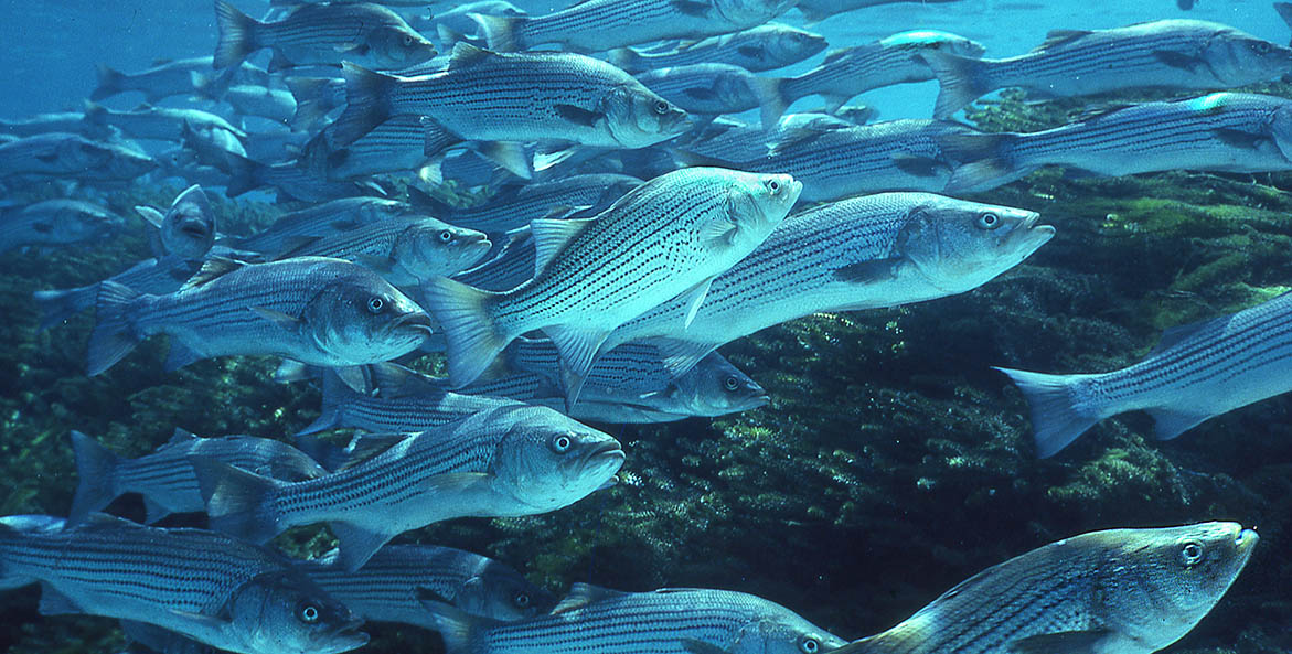 striped-bass_iStock-1199262122_stammphoto_1171x593