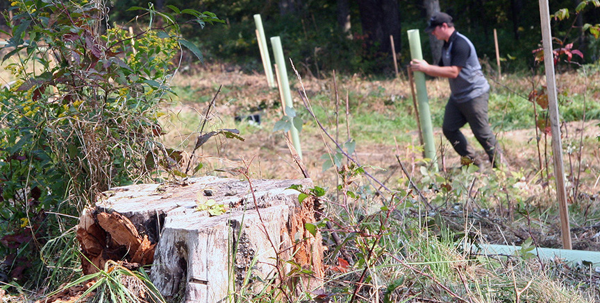 stump1-Holleran farm-BJ Small-1171x593