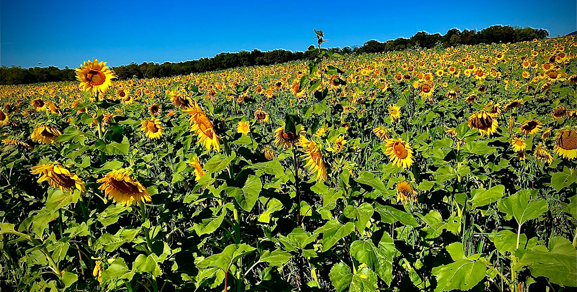 A field of sunflowers stands against a vibrant blue sky.
