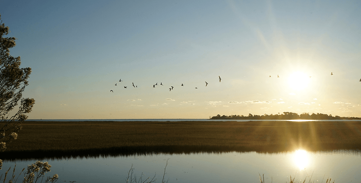 Birds are silhouetted as they fly across the rising sun by marsh land on Virginia's Eastern Shore