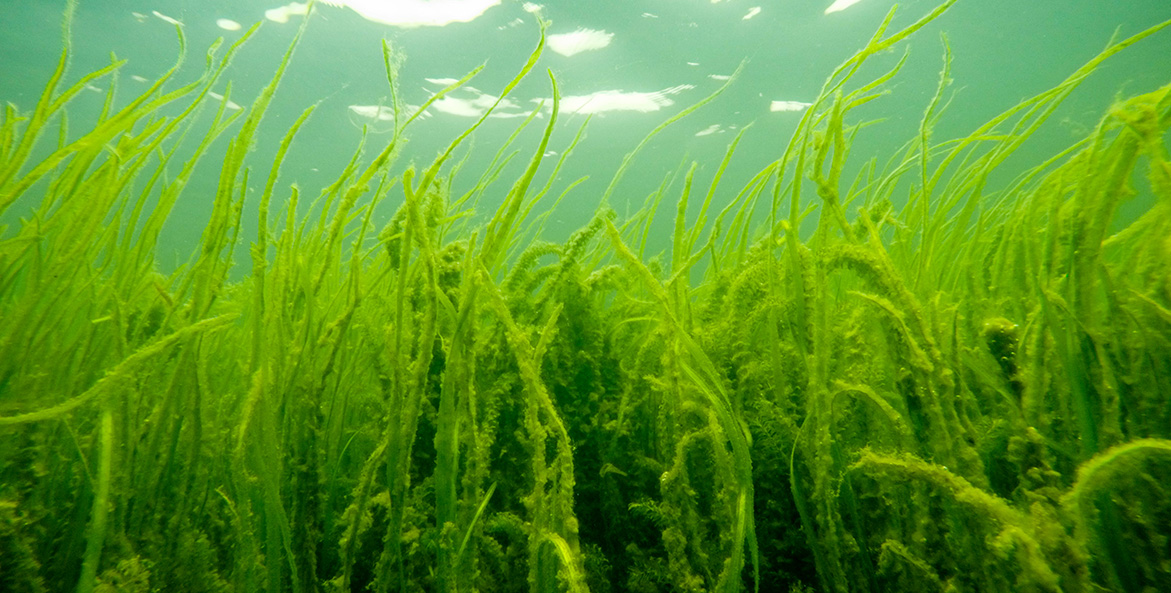 Rich green stalks of wild celery reach toward the surface in clear water.