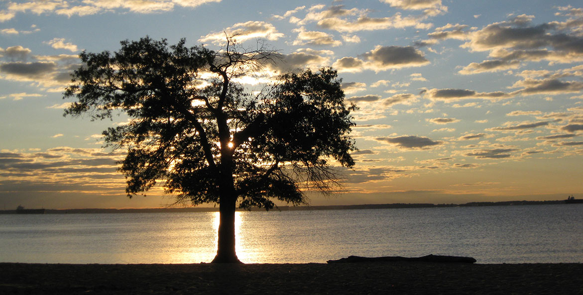 Tree at sunset - Bill Goldsborough-CBF Staff - 1171x593