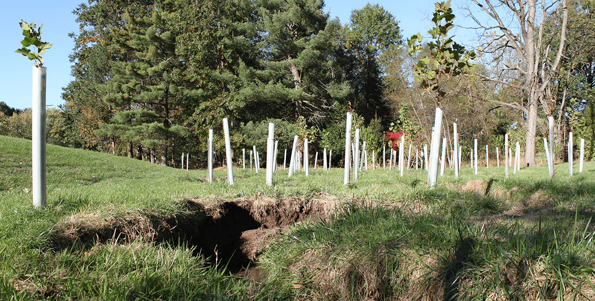 Tree saplings in plastic sleeves planted along an eroded stream.