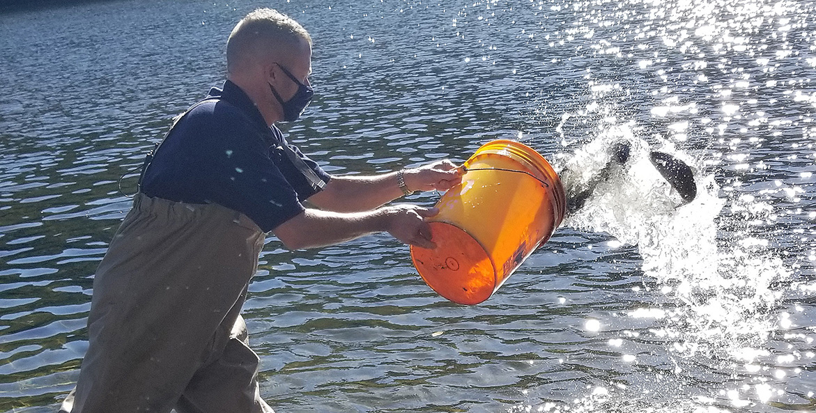 Man releasing fish from a bucket back into a river.