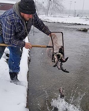 A man in flanneland snow boots stands in the snow and empties a net full of fish into a stream.