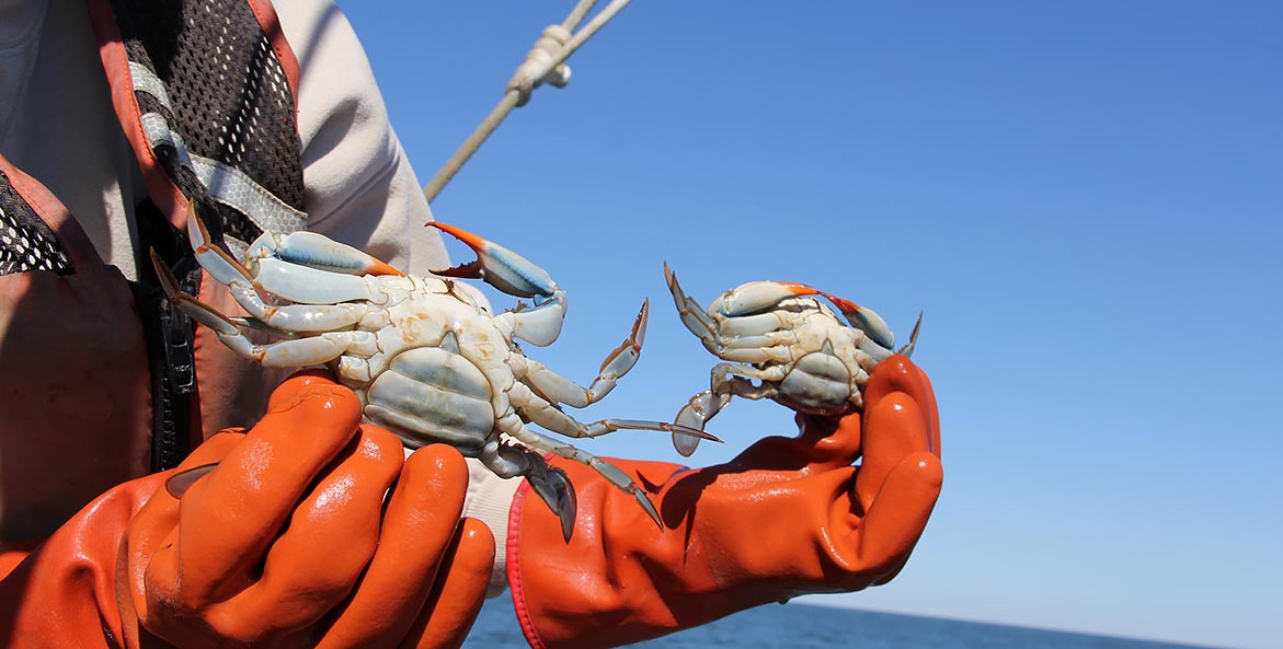 Orange gloved hands hold two female crabs, identified by the U-shaped apron.