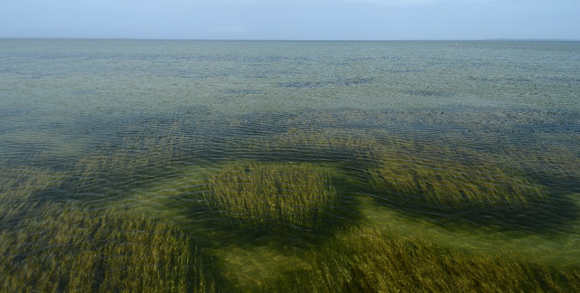 Healthy underwater grasses and clear water.
