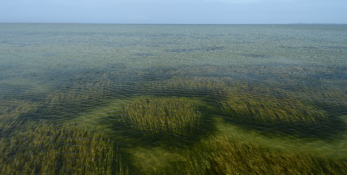 Healthy underwater grasses and clear water.