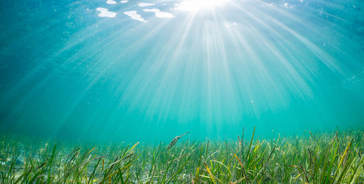 Underwater Grasses