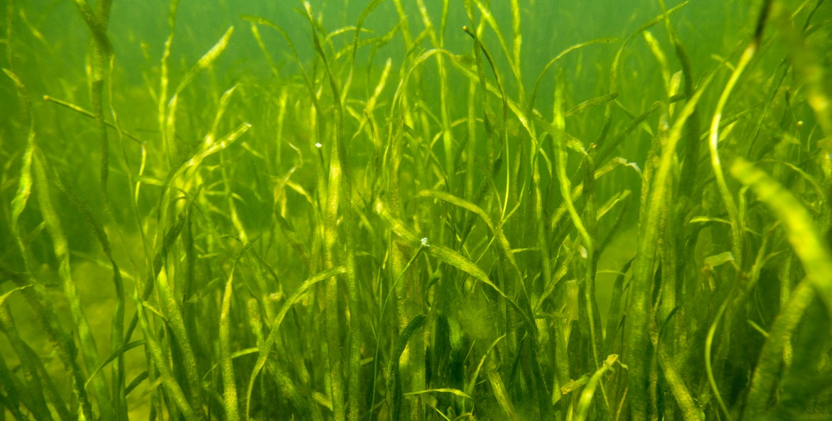 A healthy patch of wild celery and other bay grasses.