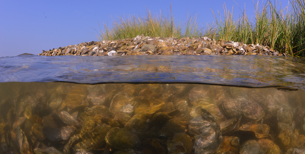 Photograph captures an oyster reef both above and below the water's surface.