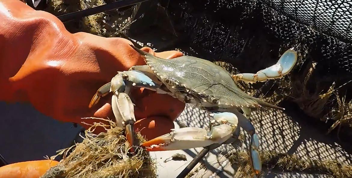 An orange-gloved hand holds a blue crab just pulled from a dredge net.