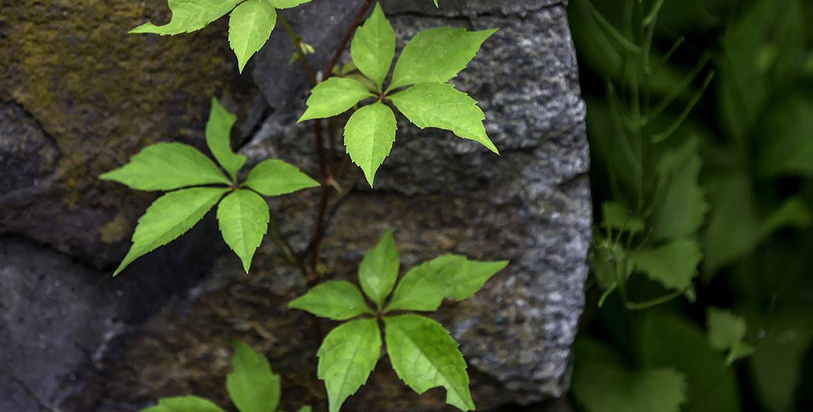 virginia creeper on rock wall Kevin Moore 1171x593