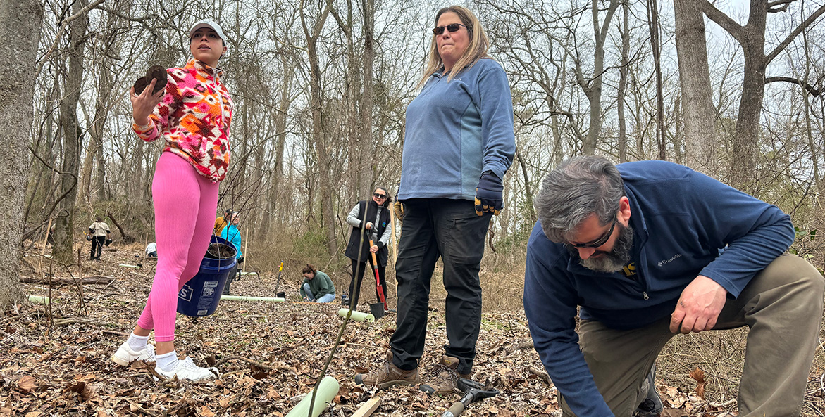 Three volunteers work in the foreground as others work in the background to plant trees, surrounded by white tree protector sleeves.