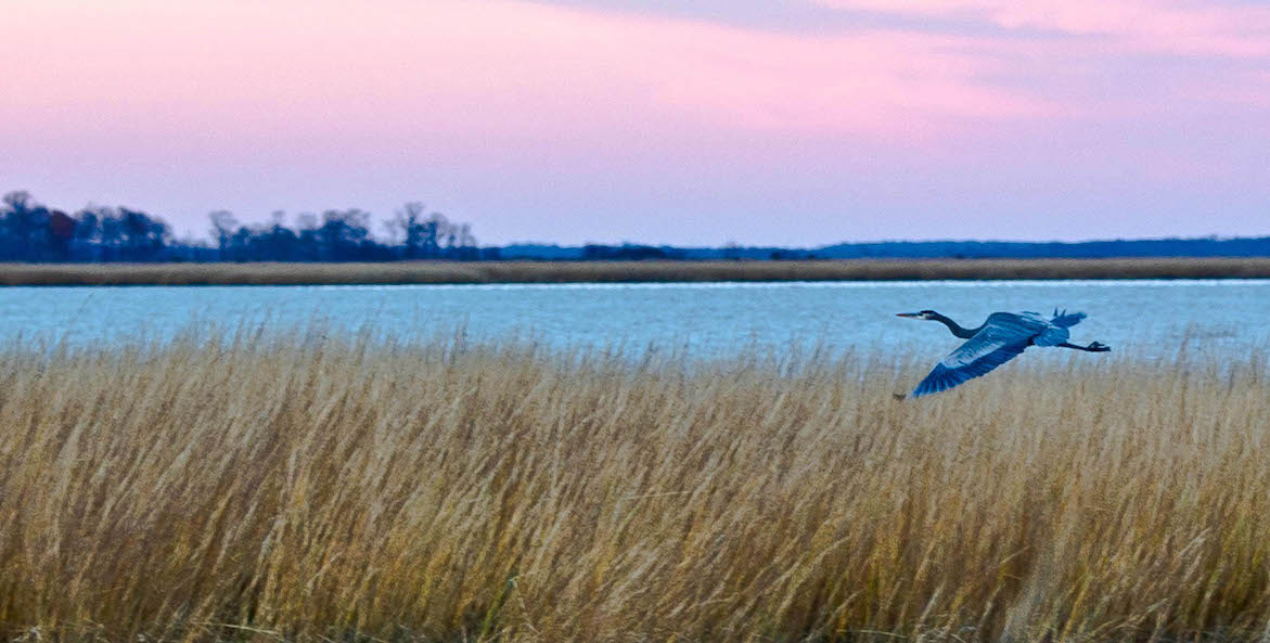 A blue heron flies over a marsh at sunset.
