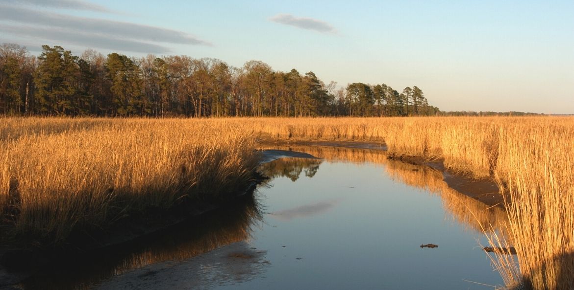 Wetlands - Bill Portlock - 1171x593