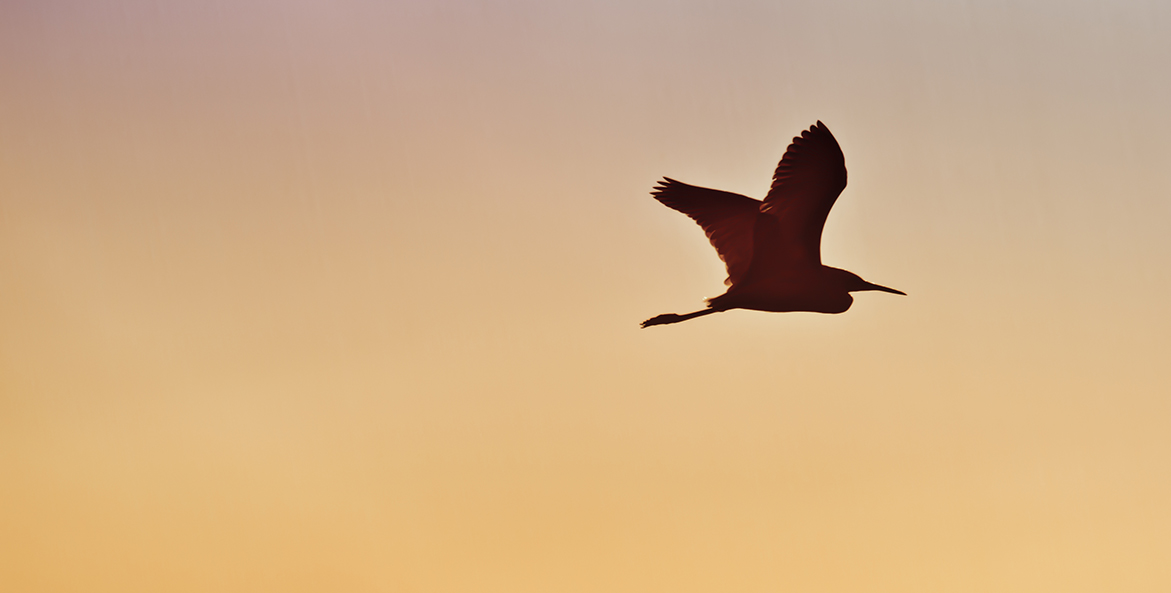 White Heron Tilghman Island_JohnWerry_1171x593