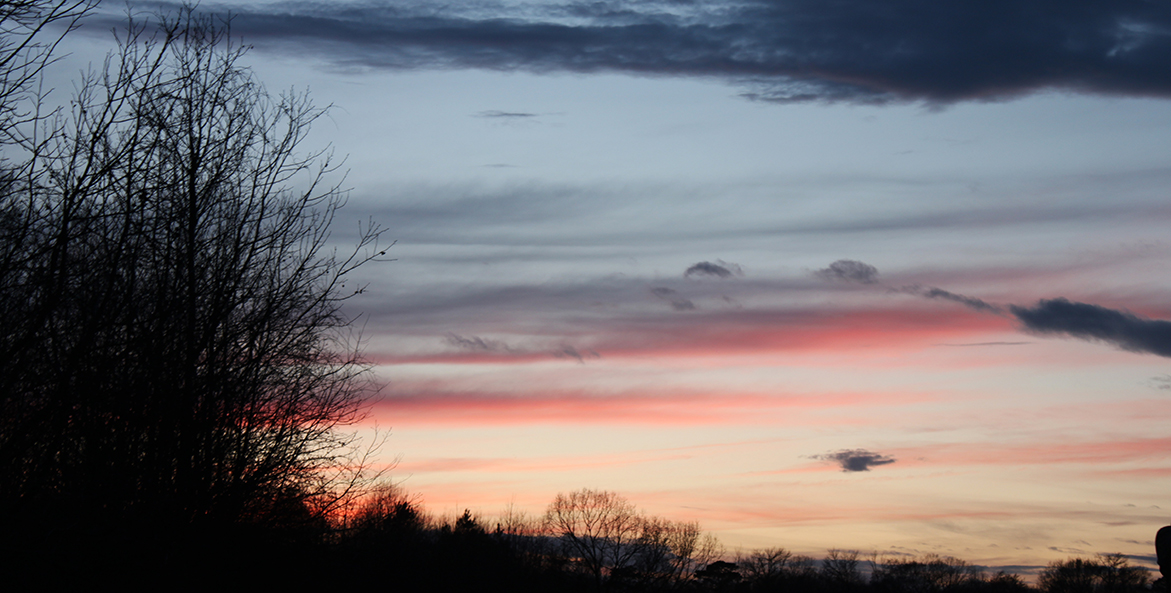 Tree silhouettes at sunset.