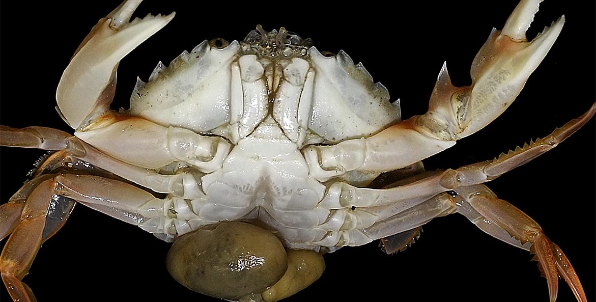 Close-up of crab with sacs full of parasite larvae.