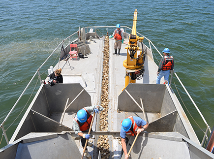 Restoration workers plant oysters from a boat.