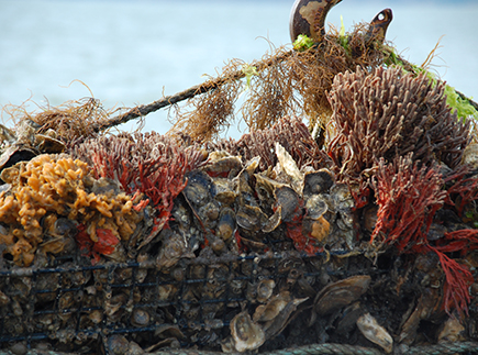 Coral encrusts oysters on an aquaculture cage.