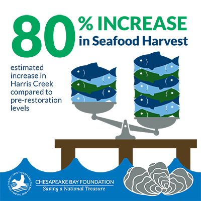 Oyster benefits infographic. Seafood harvest increased an estimated 80 percent in Harris Creek compared to pre-restoration levels.