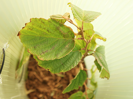 Close-up of tree sapling leaves in tree shelter