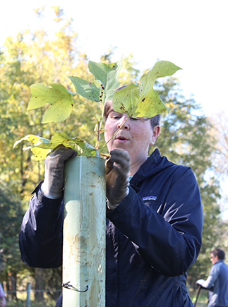 Woman secures tree shelter around Tulip Poplar sapling