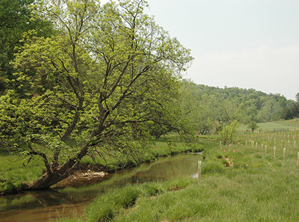 Stream flows through a farm field with newly planted tree buffer.