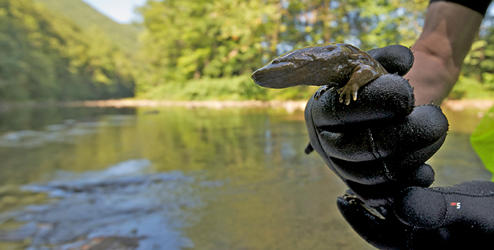 2hellbender-neileverosborne.jpg