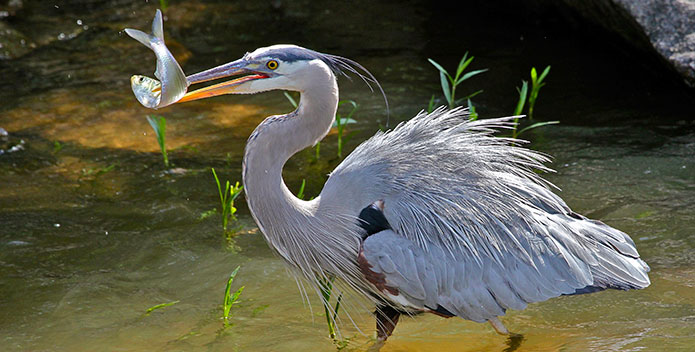 3GilpinBrown_Heron_695x352.jpg