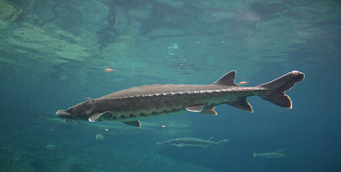 The Chesapeake's Oldest and Largest