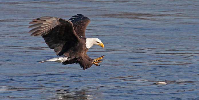 Bald-Eagle-About-to-Grab-A-ShadBillMiles_695x352.jpg