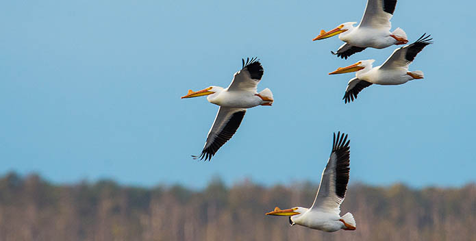 BlackwaterWhitePelicans