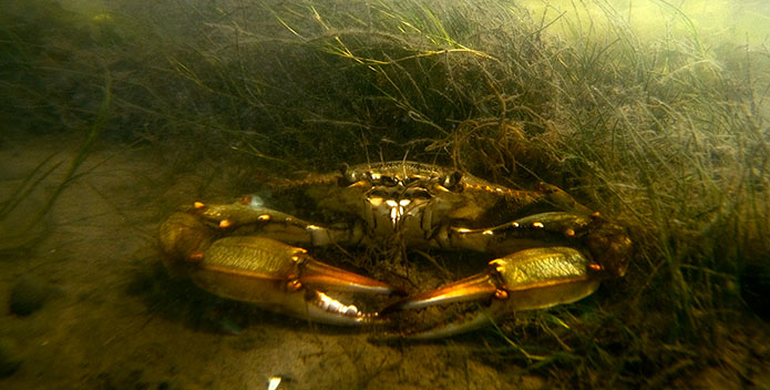 Blue-Crab-in-Widgeon-Grass-Bed--Jay-Fleming-2010_695x352.jpg