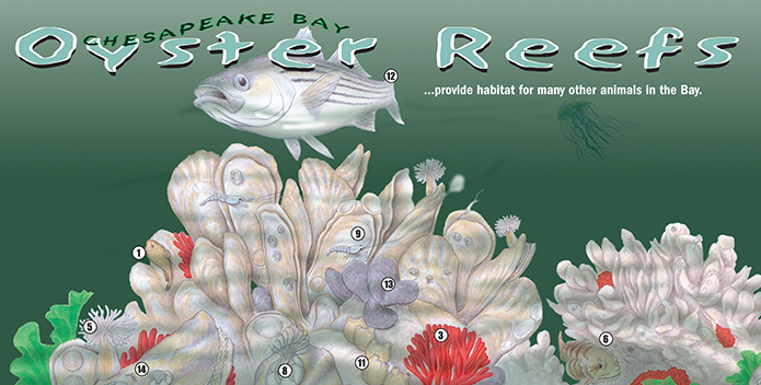 CBF_oyster-reefs-sign_695x352.png