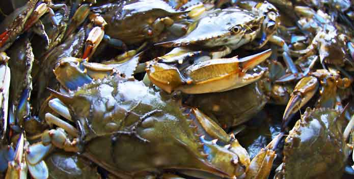 Critters_BlueCrabs_ByCarrieGrisham_695x352.jpg
