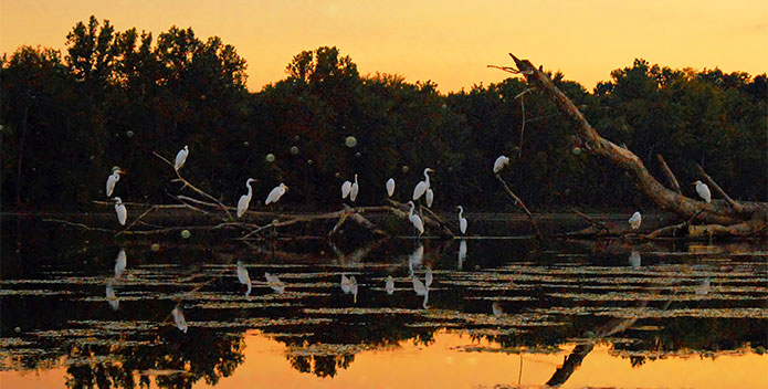 DomJManalo_18417530_GreatEgretsatHappyHouratoptheSycamoreLodgeSharpskinIslandPotomacRiverMD_92-695x352