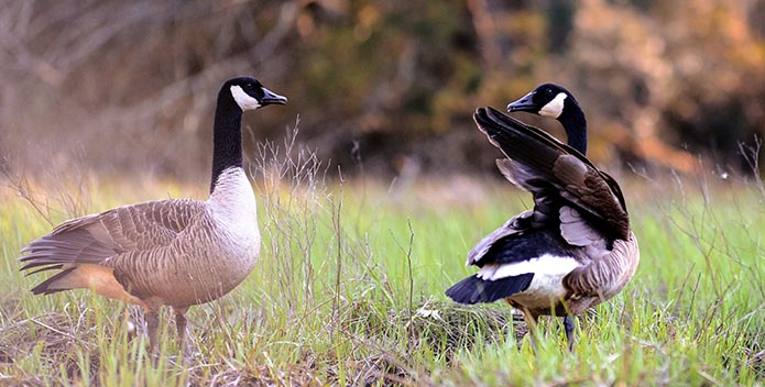 Geese_ByMarilouMcCrosky_695x352.jpg