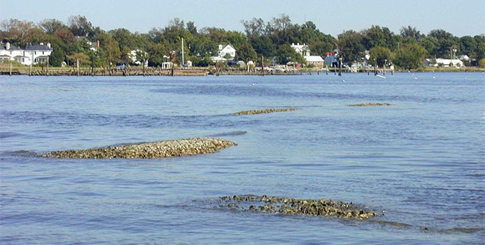 Hamptn-Roads-REST-4018-Oyster-reefs-Elizabeth-River_Dr-Lisa-Drake-695x352