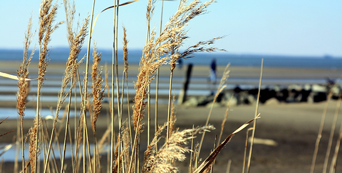 Low-Tide-off-Kent-Island_Michael-Rhian-Driscoll1_695x352.jpg