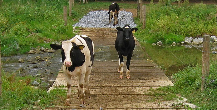 PA-cows-crossing-matt-kofroth_695x352.jpg