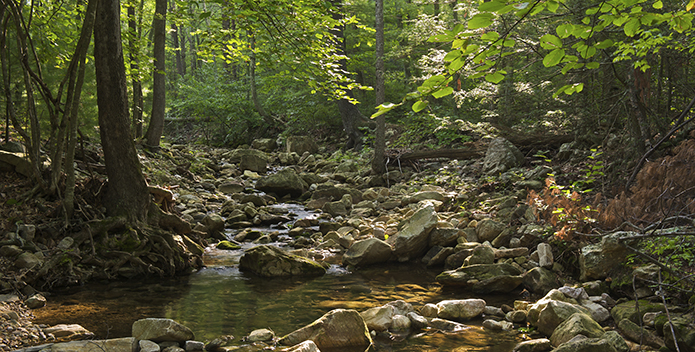 A forest stream in Shenandoah National Park