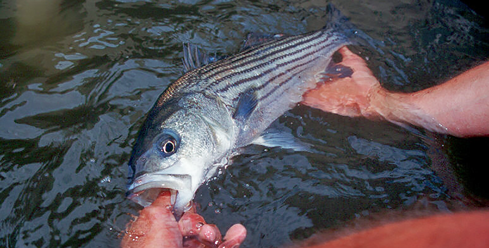 StripedBass-rockfish-closeup-BlairSeltzCBFStaff_695x352.png