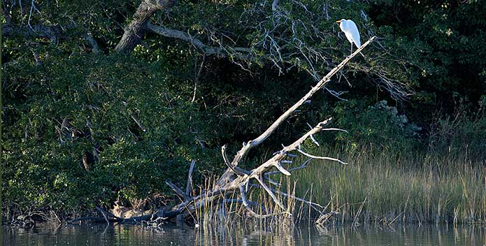 TPL-JamieBetts_heron-166_695x352.jpg