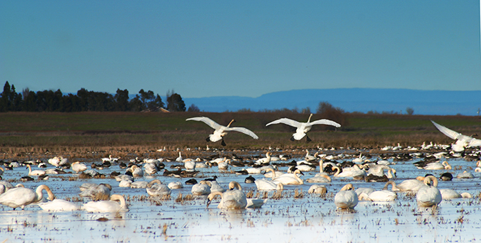 Tundra-swans_shutterstock.jpg