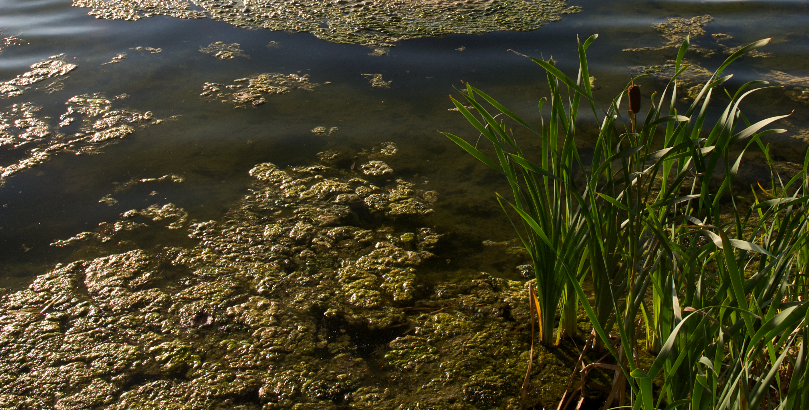 Algae Bloom 695x352